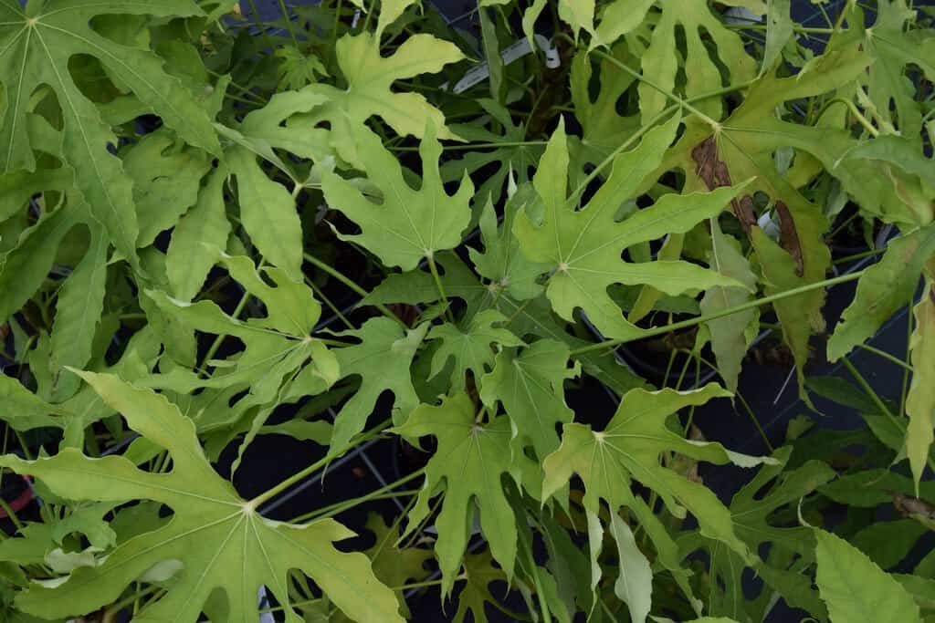 Fatsia polycarpa 'Green Fingers' 60-80 cm